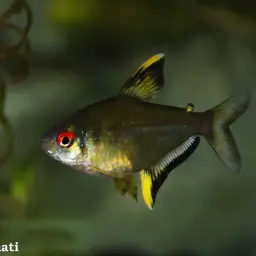 Lemon Tetra, photo 4