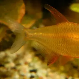 Lemon Tetra, photo 5