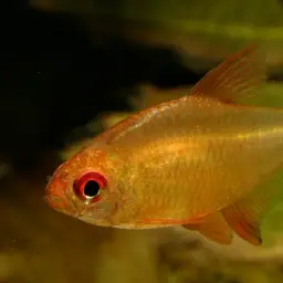 Lemon Tetra, photo 6