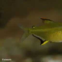 Lemon Tetra, photo 7
