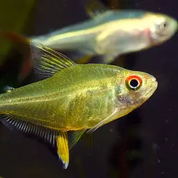 Lemon Tetra, photo 8