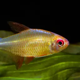 Lemon Tetra, photo 9