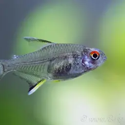 Lemon Tetra, photo 10