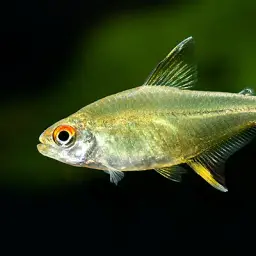 Lemon Tetra, photo 11