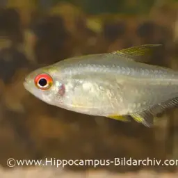 Lemon Tetra, photo 12