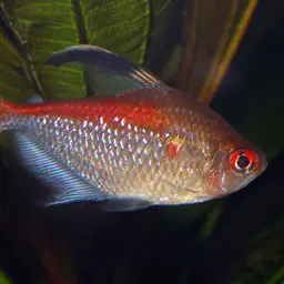 Bleeding Heart Tetra