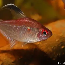 Bleeding Heart Tetra, photo 2