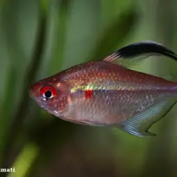 Bleeding Heart Tetra, photo 3