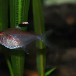 Bleeding Heart Tetra, photo 4