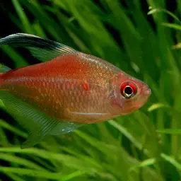 Bleeding Heart Tetra, photo 5