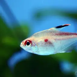 Bleeding Heart Tetra, photo 6