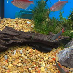 Bleeding Heart Tetra, photo 7