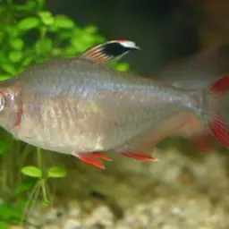 Rosy Tetra, photo 1