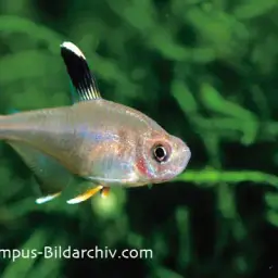 Rosy Tetra, photo 2