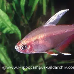 Rosy Tetra, photo 3