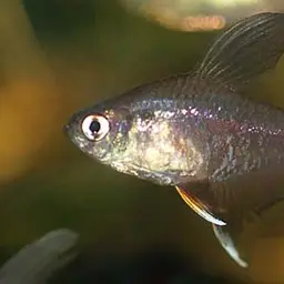 Rosy Tetra, photo 4