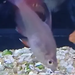 Rosy Tetra, photo 5