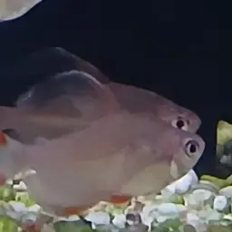 Rosy Tetra, photo 6