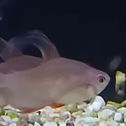 Rosy Tetra, photo 7