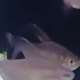 Rosy Tetra, photo 8