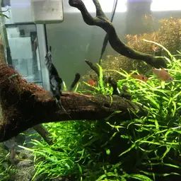 Rosy Tetra, photo 9