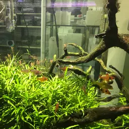Rosy Tetra, photo 10