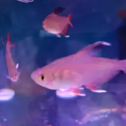 Rosy Tetra, photo 11