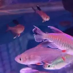 Rosy Tetra, photo 12