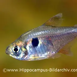 Golden Tetra, photo 1