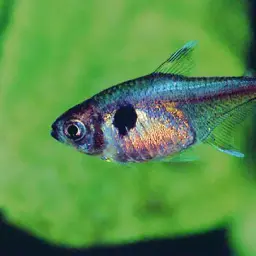 Golden Tetra, photo 2