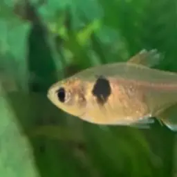 Golden Tetra, photo 3