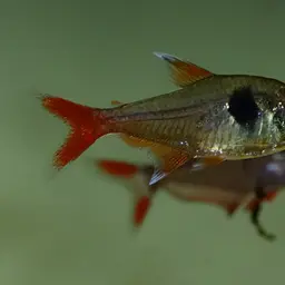 Golden Tetra, photo 4
