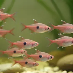 Golden Tetra, photo 5