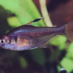 False X-ray Tetra, photo 1
