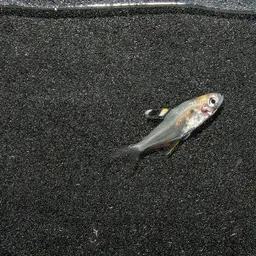 False X-ray Tetra, photo 4