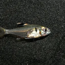 False X-ray Tetra, photo 5