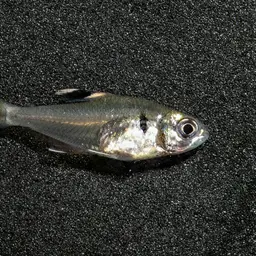 False X-ray Tetra, photo 6
