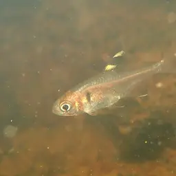 False X-ray Tetra, photo 7