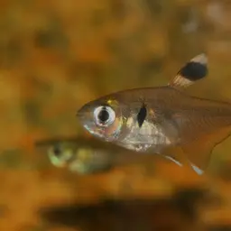 False X-ray Tetra, photo 8