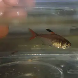 False X-ray Tetra, photo 9