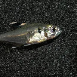 False X-ray Tetra, photo 10
