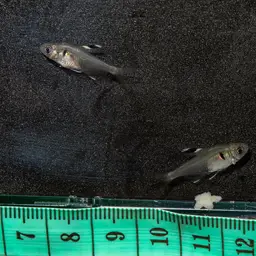 False X-ray Tetra, photo 11
