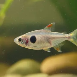 False X-ray Tetra, photo 12