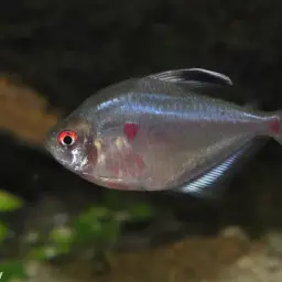 Bleeding Heart Tetra, photo 2