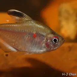 Bleeding Heart Tetra, photo 3