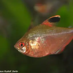 Bleeding Heart Tetra, photo 4