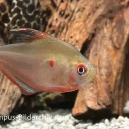Bleeding Heart Tetra, photo 5