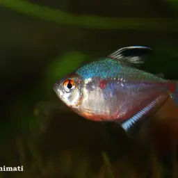Bleeding Heart Tetra, photo 6