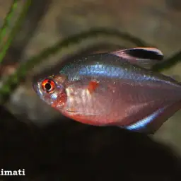 Bleeding Heart Tetra, photo 7
