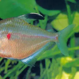 Bleeding Heart Tetra, photo 8